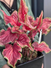 Charger l'image dans la galerie, Caladium Sizzle
