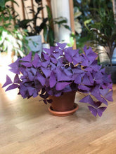 Charger l'image dans la galerie, Oxalis Triangularis (bulbe)

