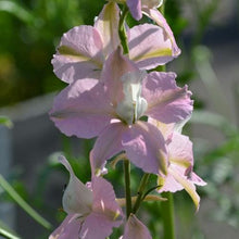 Load image into Gallery viewer, Larkspur Fancy Belladonna
