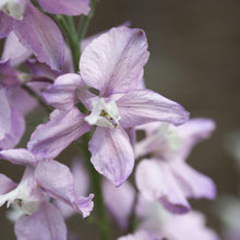 Load image into Gallery viewer, Larkspur Fancy Belladonna
