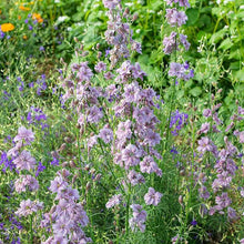 Charger l'image dans la galerie, Larkspur Misty Lavender
