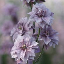 Charger l'image dans la galerie, Pied d'alouette Fancy Belladonna
