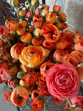 Charger l'image dans la galerie, Ranunculus Amandine "Salmon"
