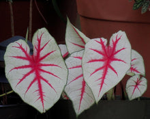 Load image into Gallery viewer, Caladium Fiesta
