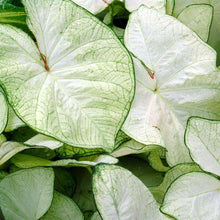 Charger l'image dans la galerie, Caladium Florida Moonlight
