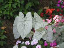 Charger l'image dans la galerie, Caladium Florida Moonlight
