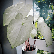 Charger l'image dans la galerie, Caladium Florida Moonlight
