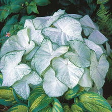Charger l'image dans la galerie, Caladium Florida Moonlight
