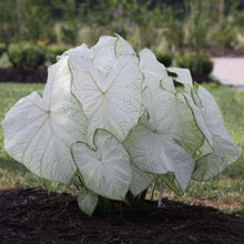 Charger l'image dans la galerie, Caladium Florida Moonlight
