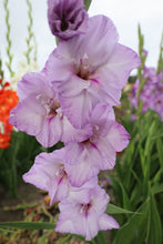 Charger l'image dans la galerie, Gladiolus "Blue Tropic"
