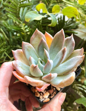 Load image into Gallery viewer, Echeveria Silver Queen
