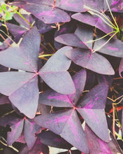 Load image into Gallery viewer, Oxalis Triangularis (Purple Shamrock)
