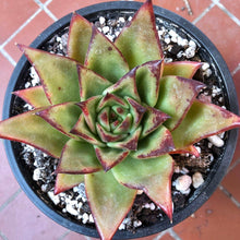 Load image into Gallery viewer, Echeveria Agavoides 'Red Edge'
