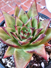 Load image into Gallery viewer, Echeveria Agavoides 'Red Edge'
