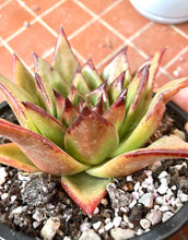Load image into Gallery viewer, Echeveria Agavoides 'Red Edge'
