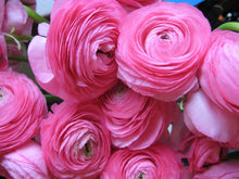 Load image into Gallery viewer, Ranunculus Tomer Pink
