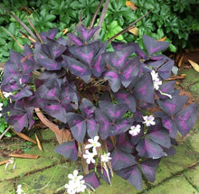 Load image into Gallery viewer, Oxalis Triangularis (Purple Shamrock)
