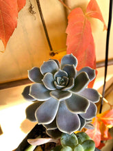 Load image into Gallery viewer, Graptoveria Alabaster Gem

