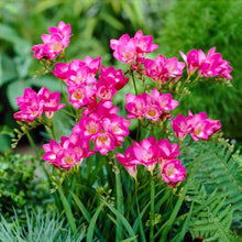 Charger l'image dans la galerie, Freesia Double Pink bulbs/corms
