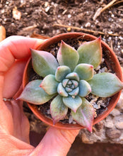 Load image into Gallery viewer, Echeveria Chihuahuaensis Variegata
