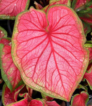 Load image into Gallery viewer, Caladium 'Florida Sweetheart' bulb
