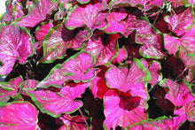 Load image into Gallery viewer, Caladium 'Pink Panther' bulb
