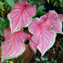 Load image into Gallery viewer, Caladium 'Florida Sweetheart' bulb
