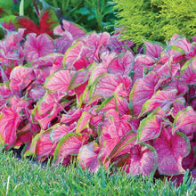 Load image into Gallery viewer, Caladium 'Florida Sweetheart' bulb
