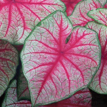 Charger l'image dans la galerie, Caladium 'Rhapsody' bulb
