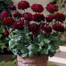 Load image into Gallery viewer, Ranunculus Tomer Purple

