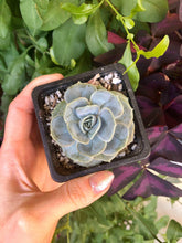 Load image into Gallery viewer, Echeveria Blue Surprise
