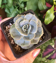 Load image into Gallery viewer, Echeveria Blue Surprise
