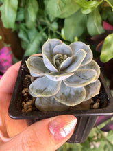 Load image into Gallery viewer, Echeveria Blue Surprise
