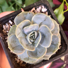 Load image into Gallery viewer, Echeveria Blue Surprise
