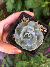 Load image into Gallery viewer, Echeveria Blue Surprise
