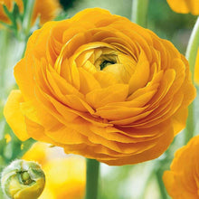 Load image into Gallery viewer, Ranunculus Tomer Yellow

