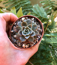 Load image into Gallery viewer, Echeveria Maroon Hill
