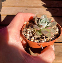 Load image into Gallery viewer, Echeveria Maroon Hill
