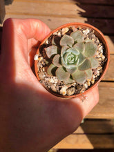 Load image into Gallery viewer, Echeveria Maroon Hill
