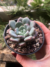 Charger l'image dans la galerie, Echeveria Lepe
