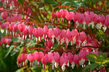 Charger l'image dans la galerie, Bleeding Hearts roots/rhizomes (Dicentra spectabilis; Lamprocapnos spectabilis)
