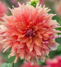 Load image into Gallery viewer, Dahlia 'Belle of Barmera' tuber
