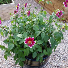 Load image into Gallery viewer, Dahlia 'Impression Fabula' tuber
