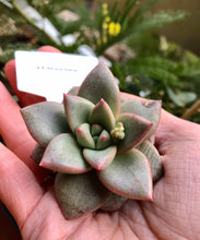 Load image into Gallery viewer, Echeveria Somers
