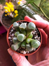 Load image into Gallery viewer, Fenestraria Aurantiaca
