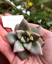 Load image into Gallery viewer, Echeveria Somers

