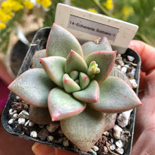 Load image into Gallery viewer, Echeveria Somers
