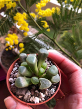 Load image into Gallery viewer, Fenestraria Aurantiaca
