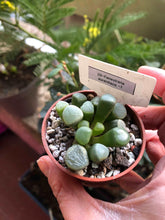 Load image into Gallery viewer, Fenestraria Aurantiaca
