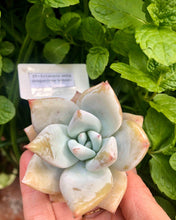 Load image into Gallery viewer, Echeveria White Dragon
